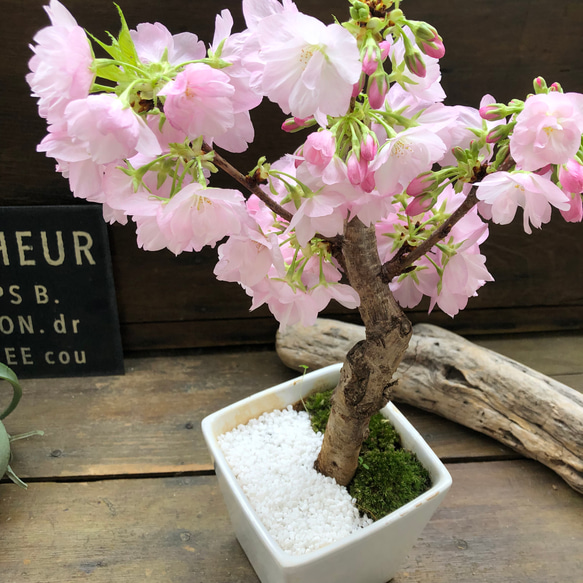 一才桜♡即完売♡テーブルで楽しむ♡旭山♡ガーデニング♡観葉植物 10枚目の画像