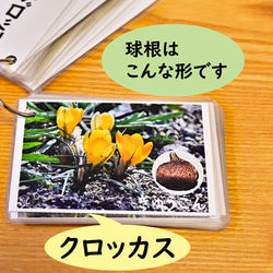 季節の花カード　Part２　　四季の学習に　小学校受験に 3枚目の画像