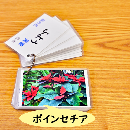 季節の花カード Part2 四季の学習に 小学校受験に おもちゃ