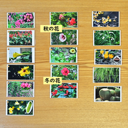 季節の花カード　Part２　　四季の学習に　小学校受験に 9枚目の画像