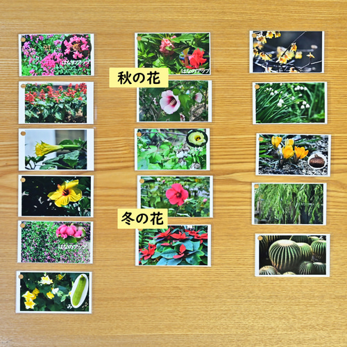 季節の花カード Part2 四季の学習に 小学校受験に おもちゃ