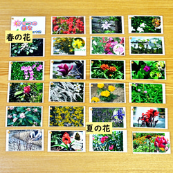 季節の花カード　Part２　　四季の学習に　小学校受験に 8枚目の画像