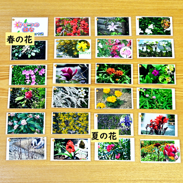 季節の花カード　Part２　　四季の学習に　小学校受験に 8枚目の画像