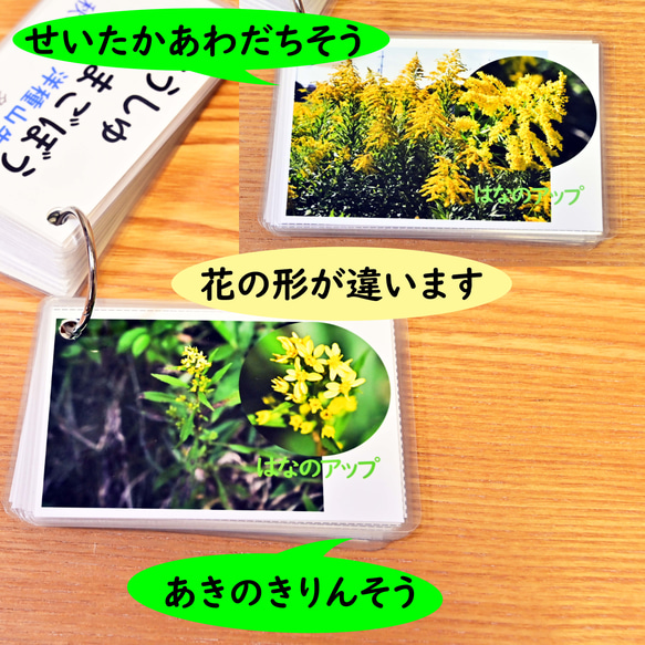 季節の花カード　Part３　野の花　　四季の学習に　小学校受験に 4枚目の画像