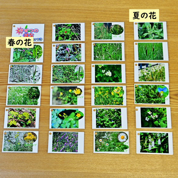 季節の花カード　Part３　野の花　　四季の学習に　小学校受験に 8枚目の画像