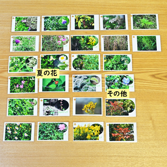 季節の花カード　Part３　野の花　　四季の学習に　小学校受験に 9枚目の画像