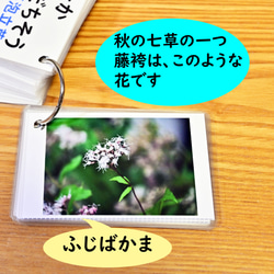 季節の花カード　Part３　野の花　　四季の学習に　小学校受験に 5枚目の画像