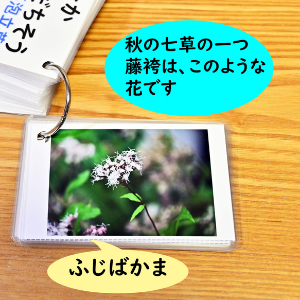 季節の花カード　Part３　野の花　　四季の学習に　小学校受験に 5枚目の画像