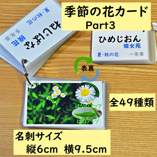 Amazon.co.jp: [ハッピークローバー] お受験対策 学習グッズ