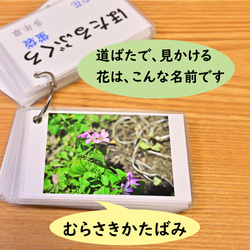 季節の花カード　Part３　野の花　　四季の学習に　小学校受験に 7枚目の画像