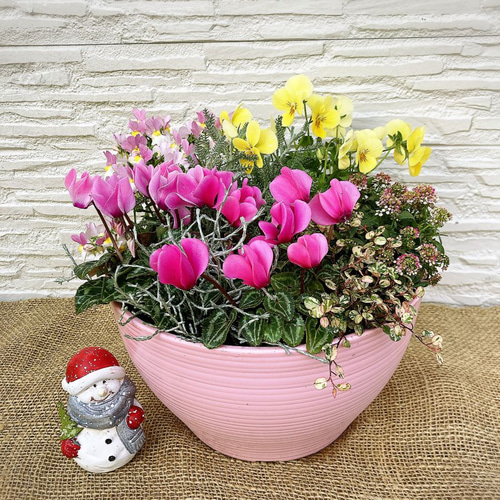 ミニシクラメン&ネメシア＆ビオラの寄せ植え ピンクボール その他