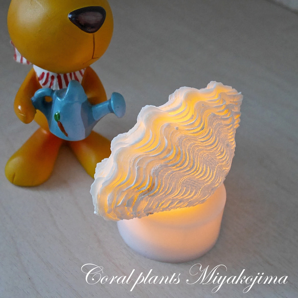 貝殻 しゃこ貝照明 置物