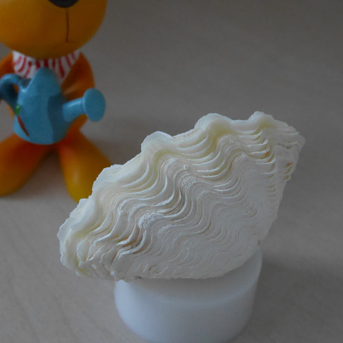 おきなわ小浜島産ヒレシャコ貝ランプ おきなわ小浜島産ヒレシャコ貝ランプ