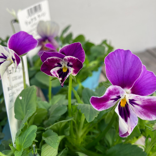 リュクスラパン♪ビオラ4ポットセット♪メゾンドビオラ♪ガーデニング