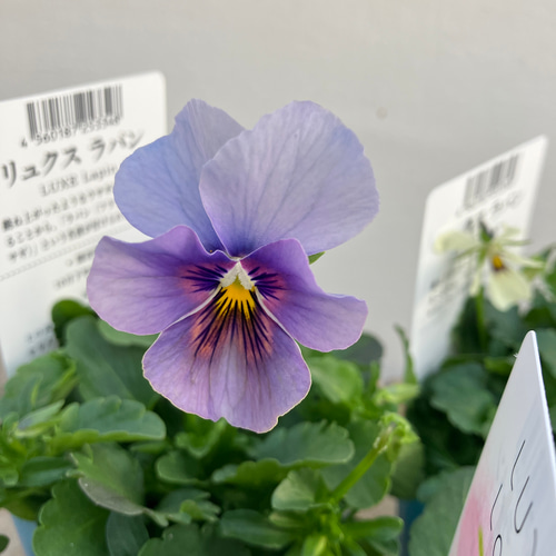 リュクスラパン♪ビオラ4ポットセット♪メゾンドビオラ♪ガーデニング