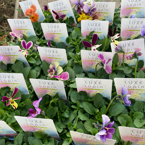 リュクスラパン♪ビオラ4ポットセット♪メゾンドビオラ♪ガーデニング