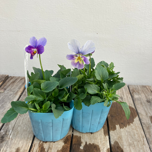 リュクスラパン♪ビオラ4ポットセット♪メゾンドビオラ♪ガーデニング
