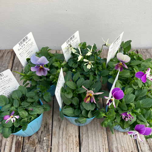 リュクスラパン♪ビオラ4ポットセット♪メゾンドビオラ♪ガーデニング