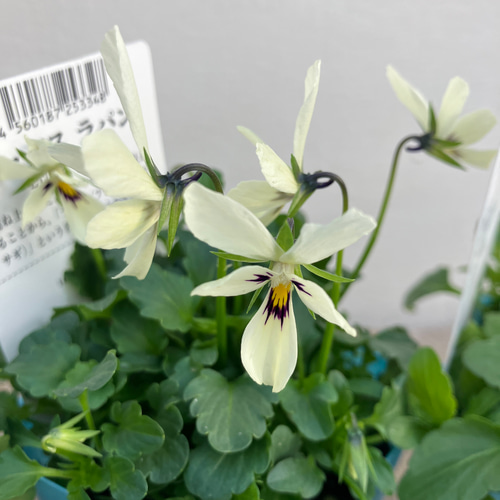 リュクスラパン♪ビオラ4ポットセット♪メゾンドビオラ♪ガーデニング