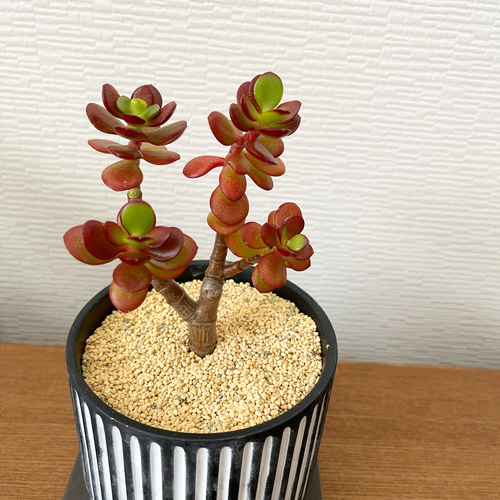 【限定セール！】金のなる木　金の成る木　特大株　多肉植物　鉢ごと発送！　出世株 金のなる木 金の成る木 特大株 多肉植物 鉢ごと 出世株（【雪国