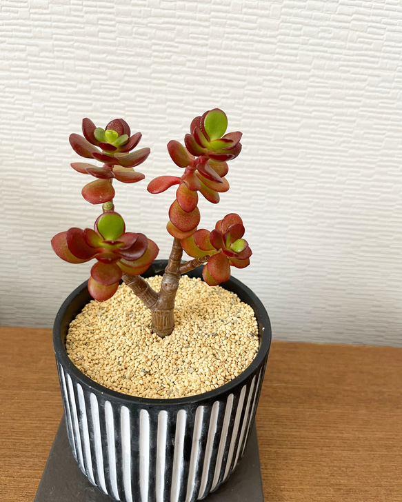 1点限定販売☆多肉植物　金のなる木　インテリアグリーン 和テイスト　ストライプ鉢 5枚目の画像