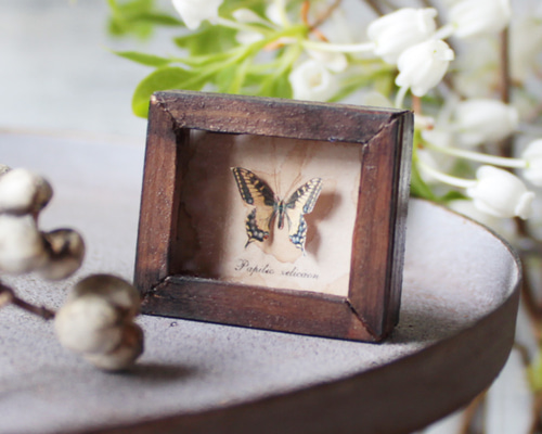 蝶のミニチュア標本箱_アゲハチョウ【胡蝶の夢】 その他インテリア雑貨