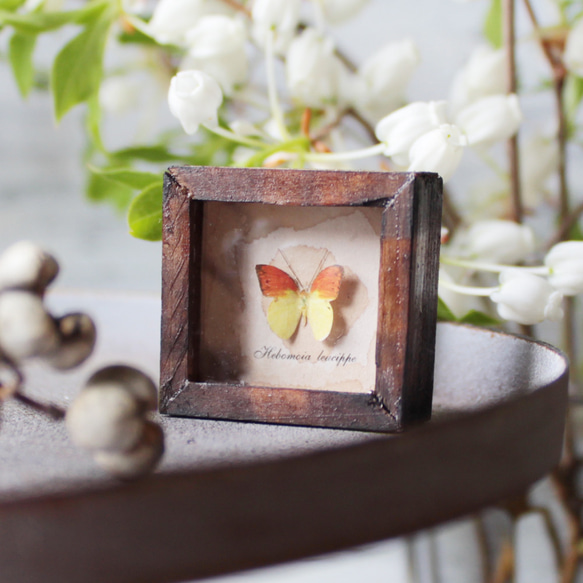 蝶のミニチュア標本箱_ヒイロツマベニチョウ【胡蝶の夢】 その他
