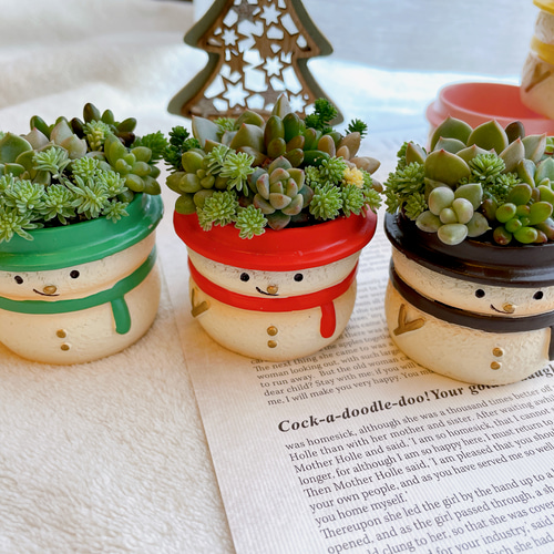 9カラーのミニミニ雪だるまの寄せ植え〜多肉植物 多肉植物寄せ植え