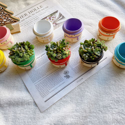 9カラーのミニミニ雪だるまの寄せ植え〜多肉植物 多肉植物寄せ植え