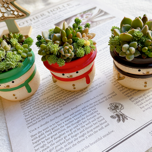 9カラーのミニミニ雪だるまの寄せ植え〜多肉植物 多肉植物寄せ植え