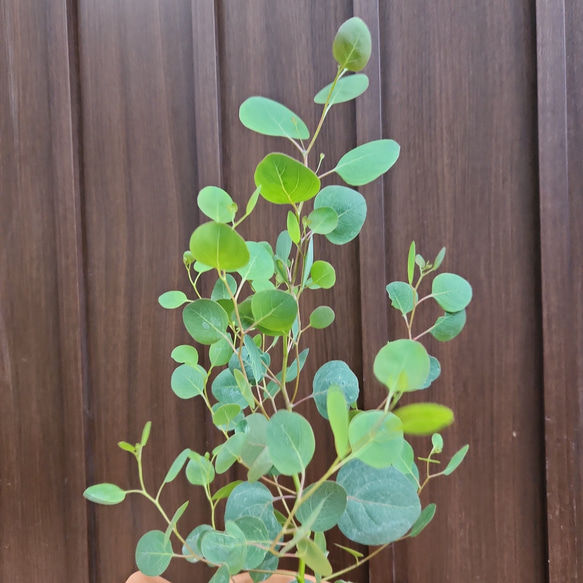 可愛い❤️ユーカリポポラス　ネコ型テラコッタ鉢植え　苗 4枚目の画像