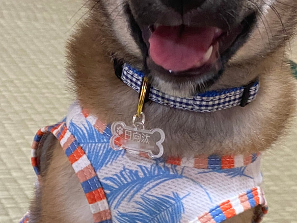 愛犬 迷子札 ネームプレート 犬用 名前プレート 骨型 4枚目の画像