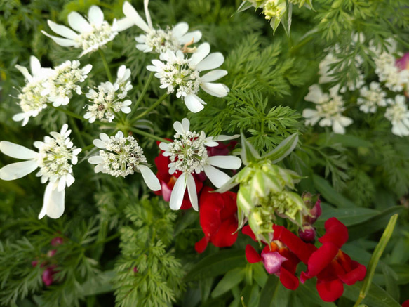 欧米風レースフラワー　3苗　オルレア　お洒落可愛い　薔薇と相性抜群　オルラヤ　レースフラワー　ホワイト　花 6枚目の画像