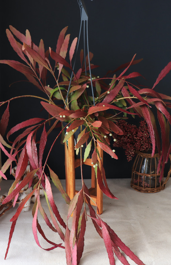 送料無料｜リプサリス・ラムローサス｜リプサリス・ラムローサ｜多肉