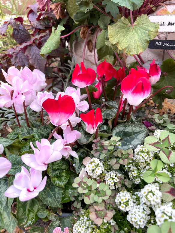 豪華な花つき　軽井沢からのシクラメン　スノードロップ球根入り　シクラメンの寄せ植え 2枚目の画像