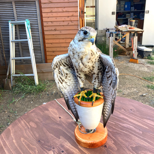 極 中型猛禽パーチ，ファルコンブロックB 極 中型猛禽パーチ