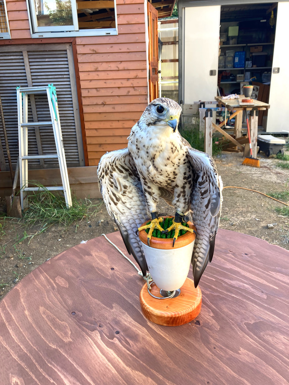中型猛禽パーチ、ブロック ハウス・小屋 FIELDER'S CRAFT 通販