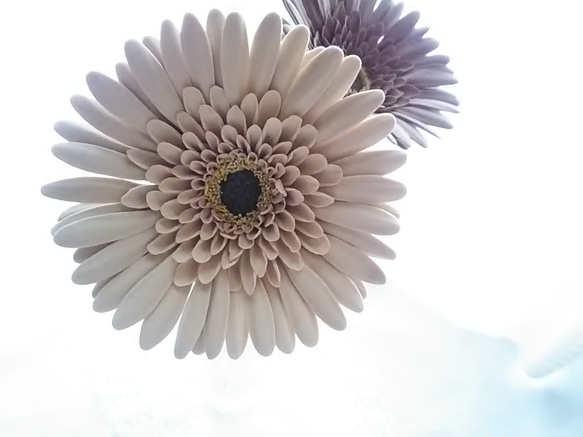 【實體限定】❁黏土花非洲菊2朵套裝，黑芯淺棕色、深棕色、室內花、斯堪的納維亞室內花❁ 第4張的照片
