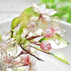 【植物標本 XXL】桜 -花吸- 4枚目の画像