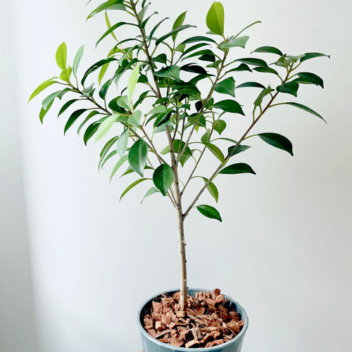 ③希少 フィカス ナナ ガジュマル 観葉植物 中型 その他インテリア雑貨