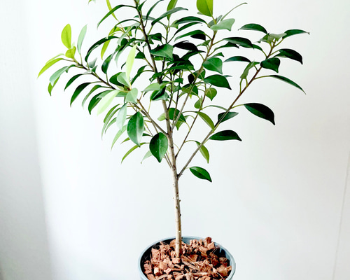 579554c46f09186a1e69cd2cc45128