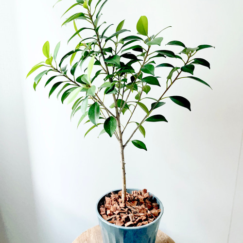 ③希少 フィカス ナナ ガジュマル 観葉植物 中型 その他インテリア雑貨