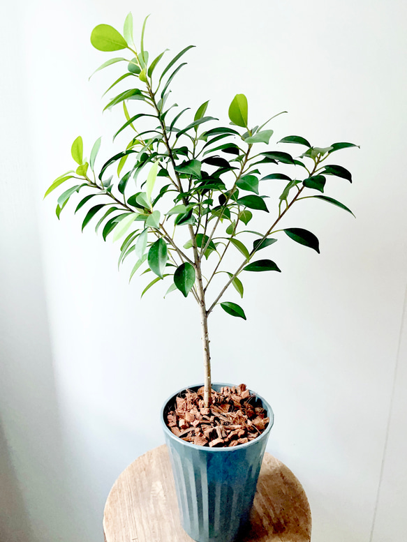観葉植物 フィカス　ガジュマル フィカス・ガジュマル | trigger