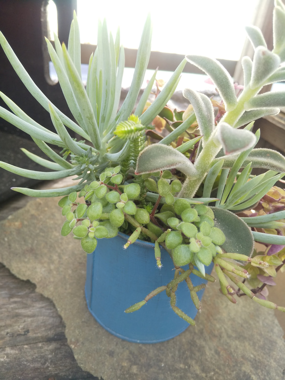 多肉植物 ブルーのブリキ缶の寄せ植え 6枚目の画像