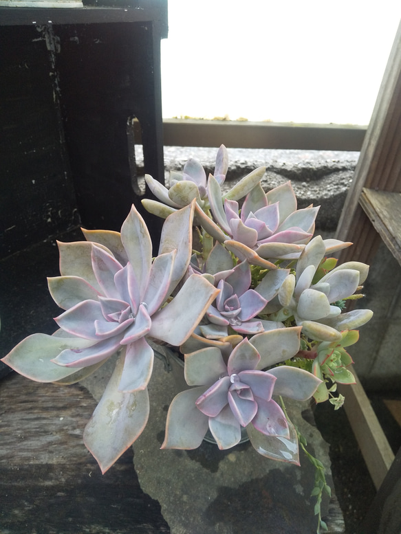 多肉植物 初恋と月花美人の寄せ植え 3枚目の画像