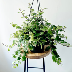 希少》サンスベリア タイハイブリッド Sサイズ 観葉植物 calm cafe