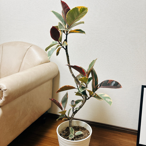 ［現品］13番　フィカス　アルテシマ　曲がり　8号　観葉植物　おしゃれ　ゴムの木 f36084688ad43abf12ad5b54529dcb