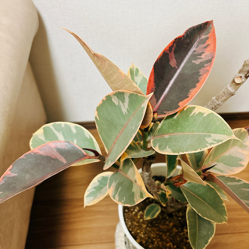 現品］10番 樹形が綺麗♡ フィカスルビー 曲がり 8号 観葉植物