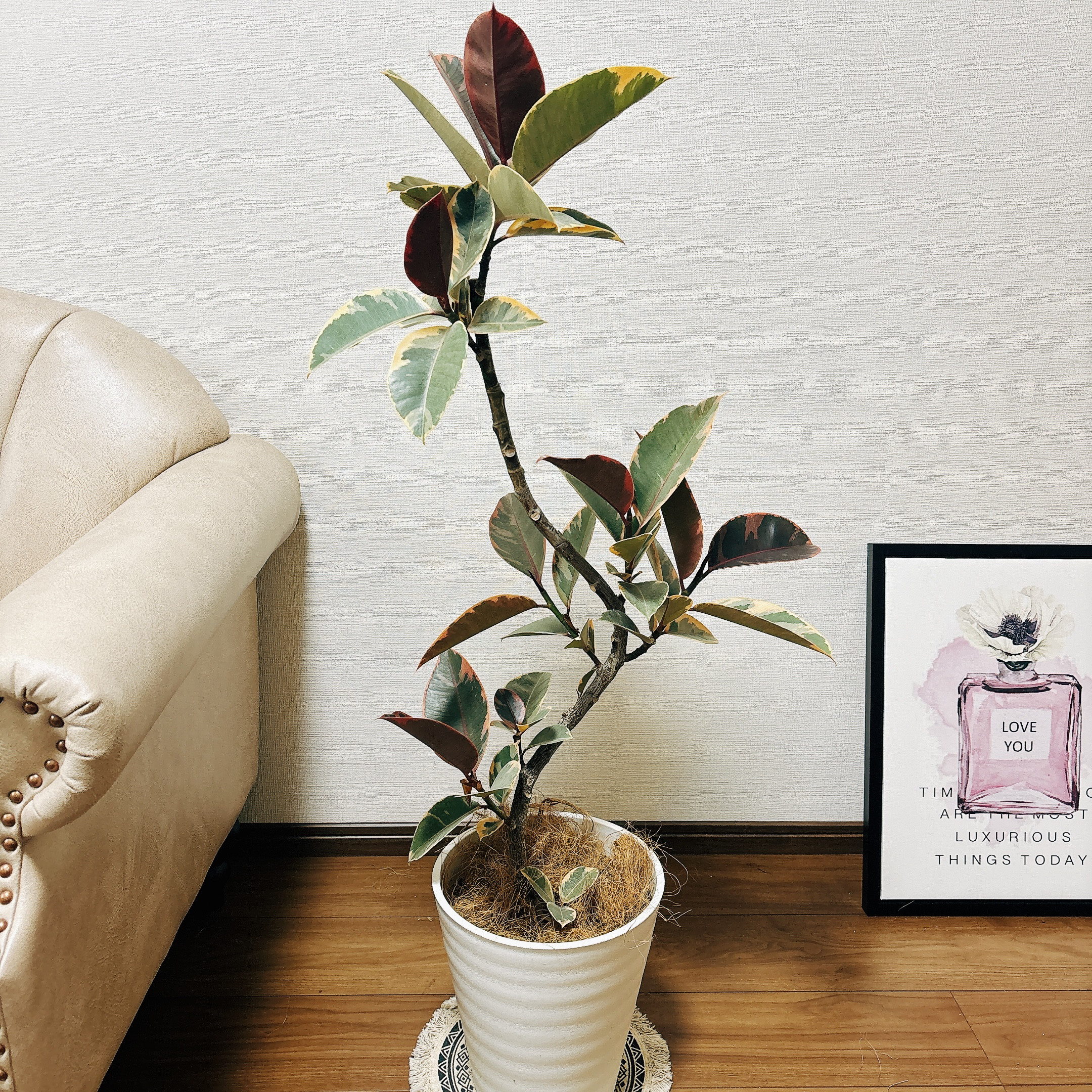 ［現品］97番　フィカスルビー　曲がり　8号　観葉植物　室内　ゴムの木 可愛い 現品］♡おしゃれ♡ 97番 フィカスルビー 曲がり 8号 観葉植物