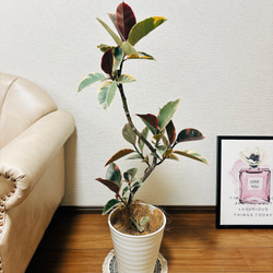 ［現品］13番　フィカスルビー　曲がり　8号　観葉植物　おしゃれ　ゴムの木 現品］13番 フィカスルビー 曲がり 8号 観葉植物 室内 おしゃれ